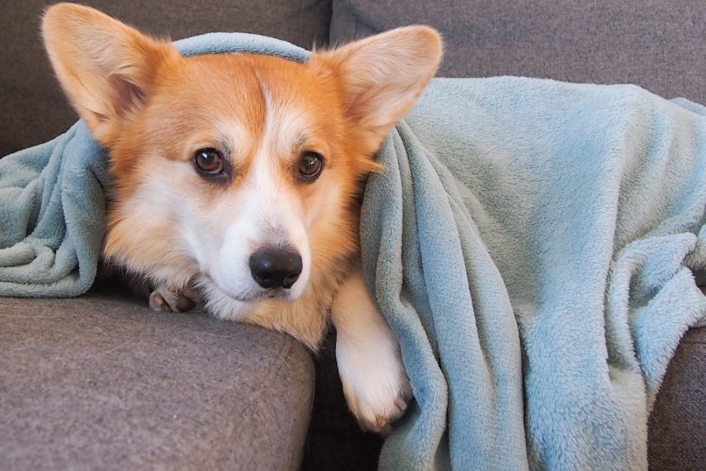 image shows a dog with a pet blankets which is a fictional wholesale products